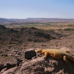 morocco_fauna21.jpg